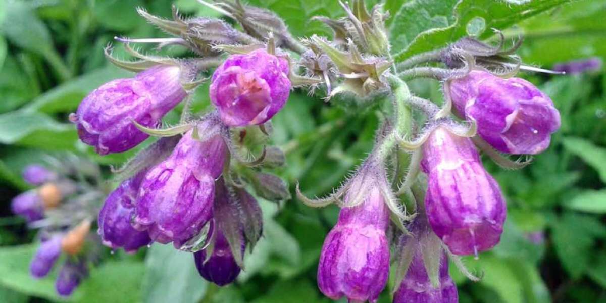 Allantoin Market by Trends, Dynamic Innovation in Technology and 2032 Forecast, Opportunities, and Challenges, Trends