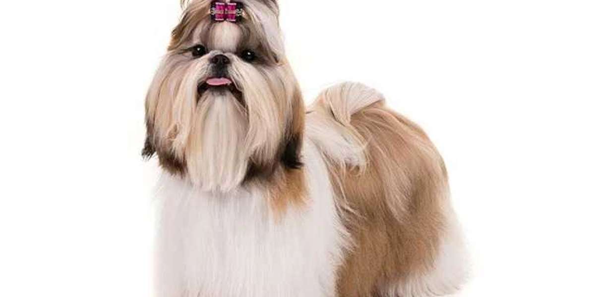 Get the Best Deal on Shih Tzu Puppies in Bangalore