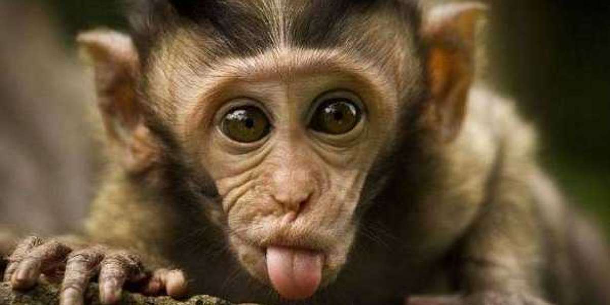 Monkey Business: The Hilarious World of Primate Shenanigans
