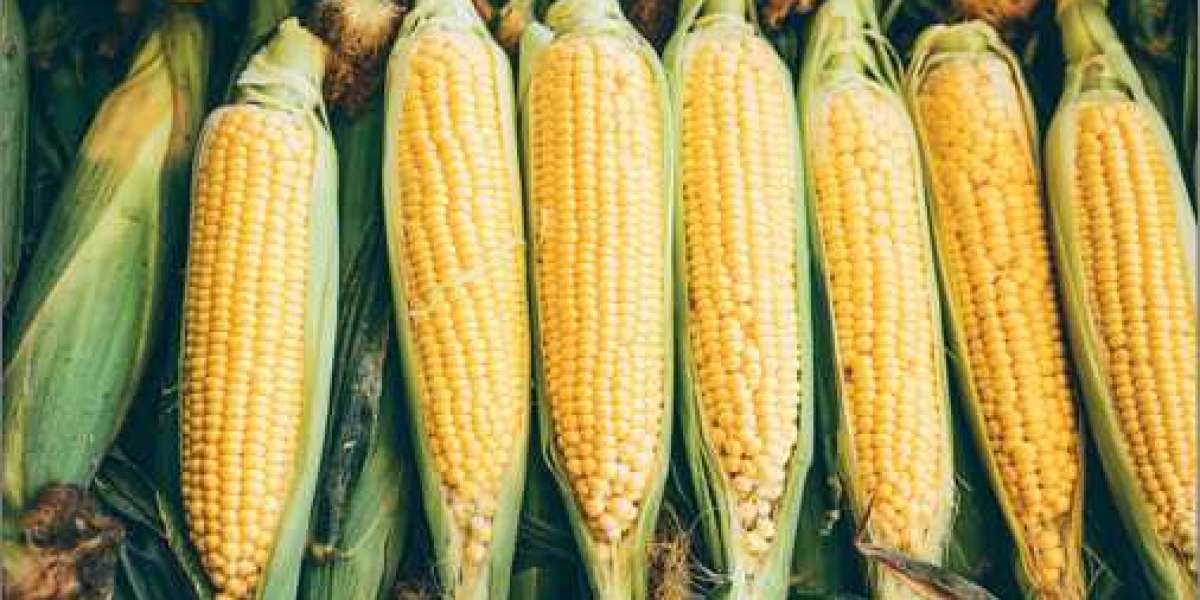 Report on Aflatoxin Manufacturing Plant Setup with Cost Analysis and Requirements