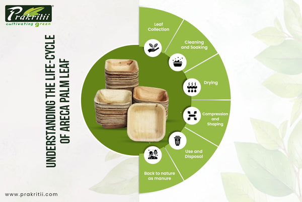 Understanding the Lifecycle of Areca Palm Leaves | Palm Leaf Plates Manufacturer - Prakritii - Prakritii - Cultivating Green