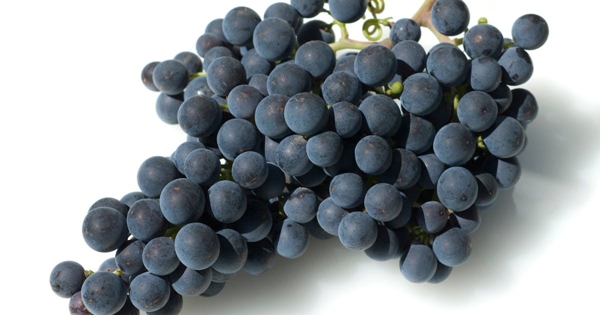 Discover the Rich Flavors and Versatility of Merlot Wine