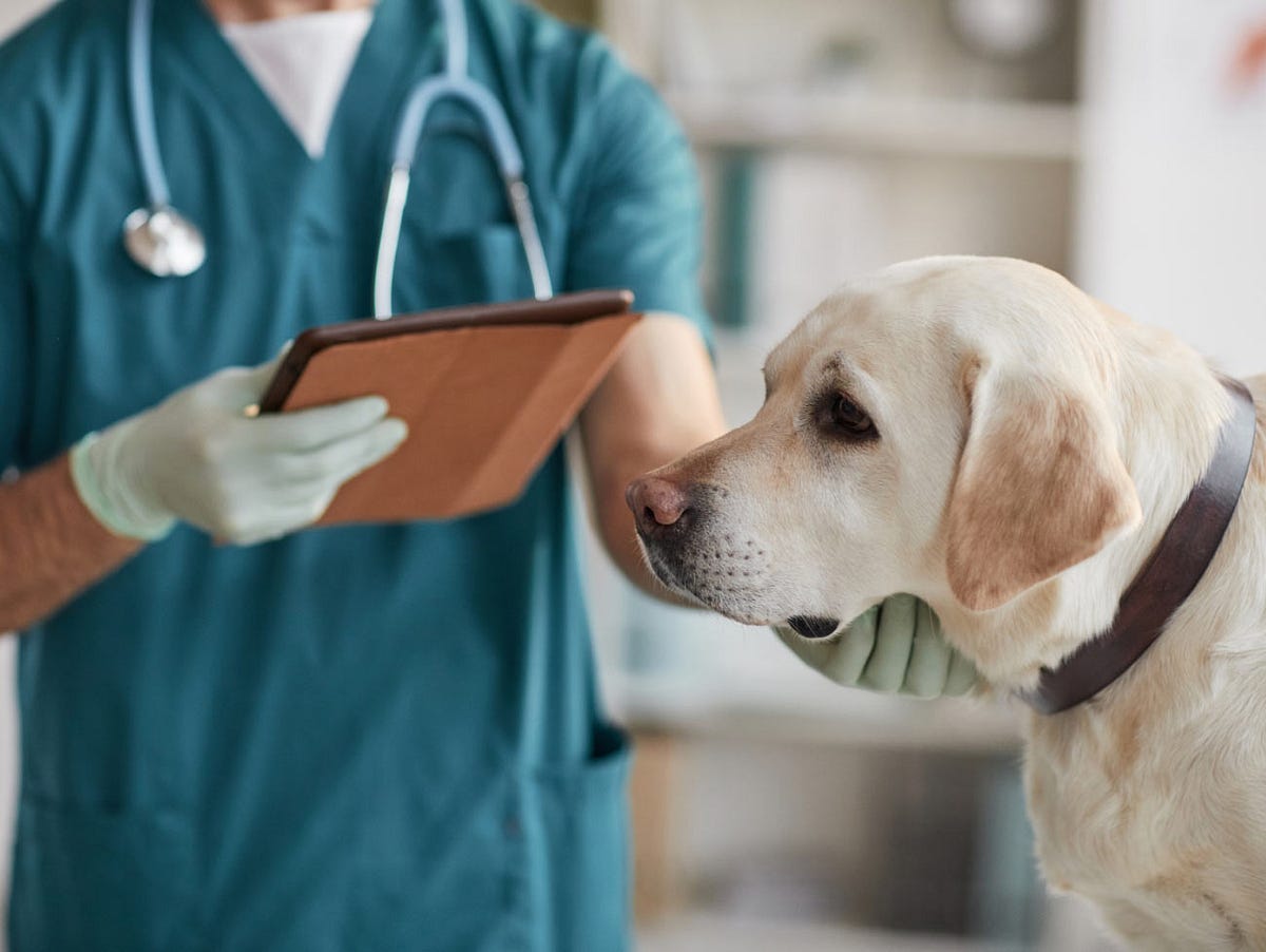 What to Do When Your Pet Needs Immediate Care in Calgary | by Silverado Veterinary Hospital | Oct, 2024 | Medium