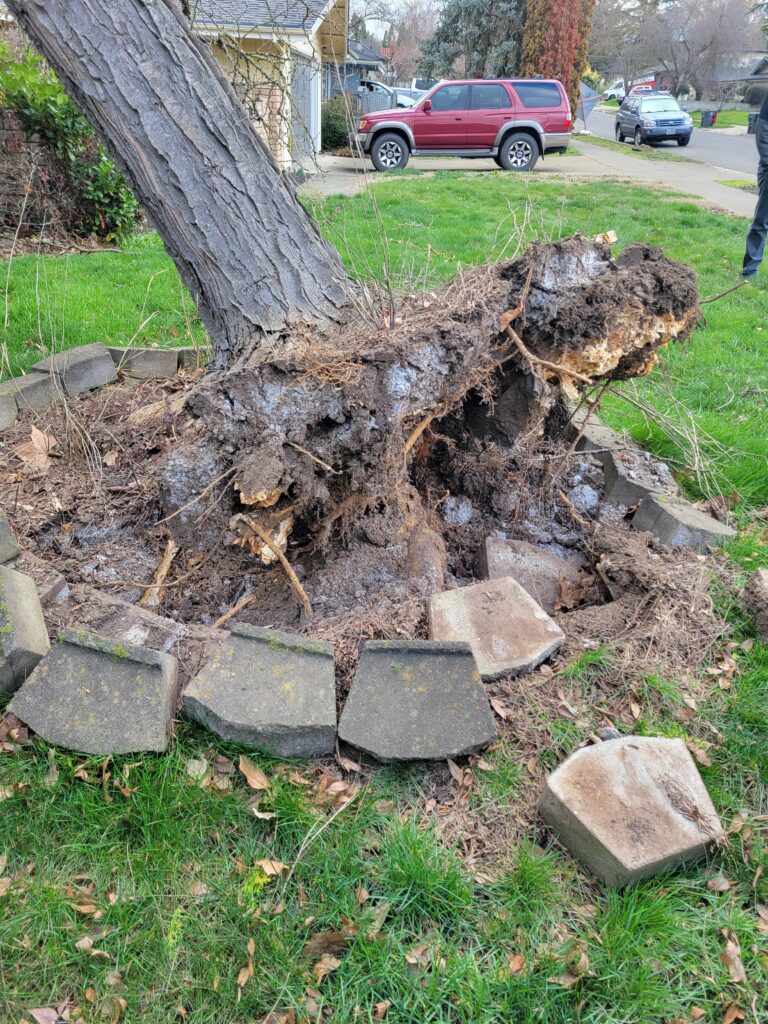 Why Emergency Tree Removal Service is Crucial for Your Safety and Property - Chicago News 24