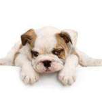 Bridgett Davis Profile Picture