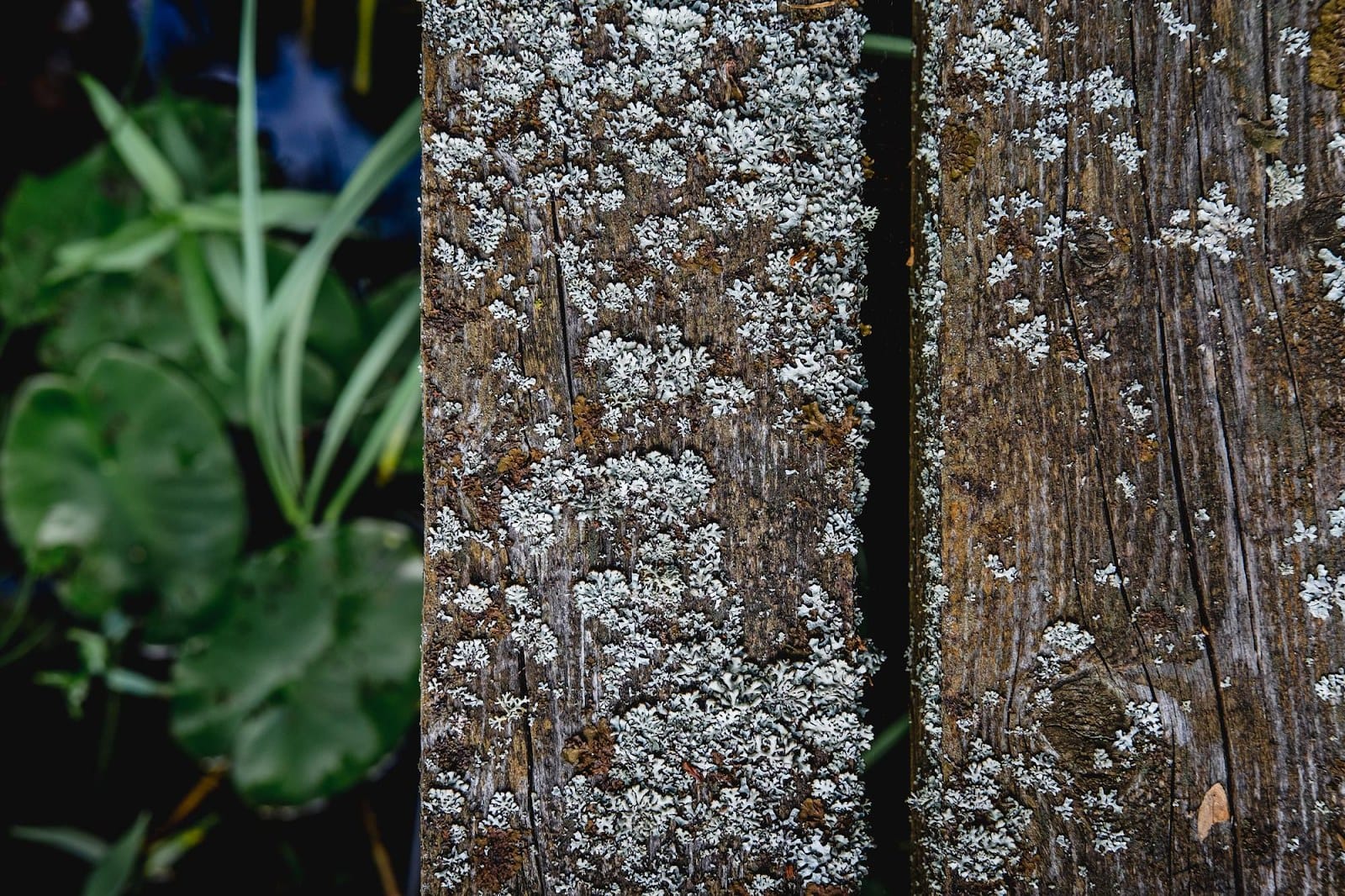 Choosing Reliable Mold Remediation Services Florida Residents Can Trust